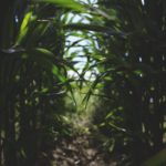 гербицид по кукурузе эскудо