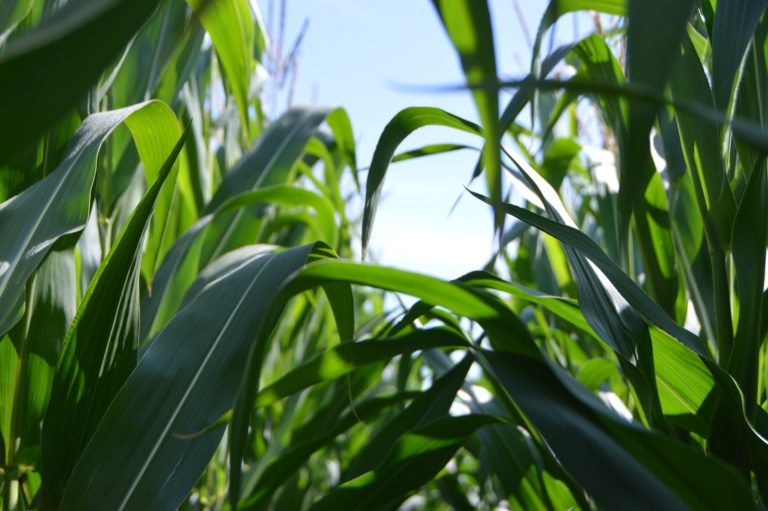 Виал ТТ - Протравитель семян зерновых, кукурузы - Агропрепараты